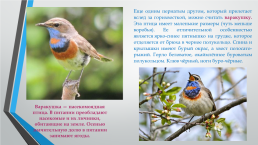 Перелётные птицы южного Урала, слайд 12
