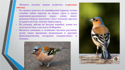 Перелётные птицы южного Урала, слайд 9