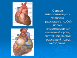 Кровообращение. Строение и работа сердца. Биология 8 класс, слайд 8