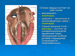 Кровообращение. Строение и работа сердца. Биология 8 класс, слайд 9