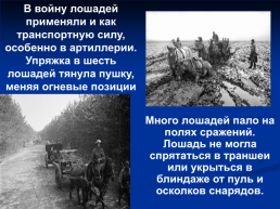 Роль животных в Великой Отечественной войне, слайд 17