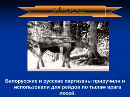 Роль животных в Великой Отечественной войне, слайд 22