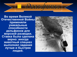 Роль животных в Великой Отечественной войне, слайд 27