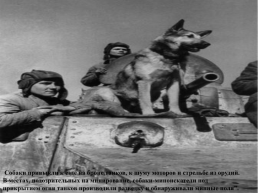 Подвиги животных во время Великой Отечественной войны, слайд 10