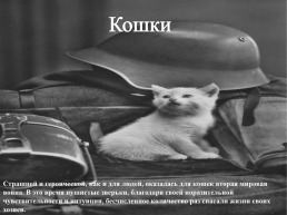 Подвиги животных во время Великой Отечественной войны, слайд 16