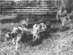 Подвиги животных во время Великой Отечественной войны, слайд 8
