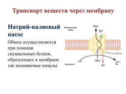 Строение эукариотической клетки, слайд 11