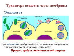 Строение эукариотической клетки, слайд 12