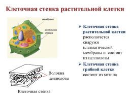 Строение эукариотической клетки, слайд 14