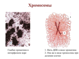 Строение эукариотической клетки, слайд 20