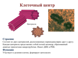 Строение эукариотической клетки, слайд 26
