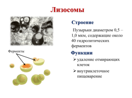 Строение эукариотической клетки, слайд 30