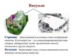 Строение эукариотической клетки, слайд 31