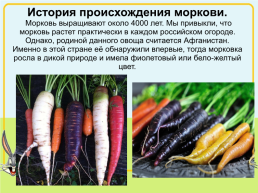 Королева овощей- морковь!, слайд 9