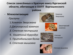 Типичные и редкие виды животных Варгашинского района, слайд 15