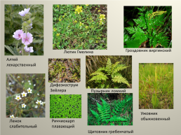 Особо охраняемые природные территории Варгашинского района и редкие виды растений на территории Варгашинского района, слайд 14