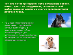 Выбор породы собаки, слайд 11