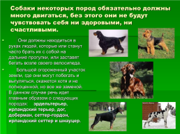 Выбор породы собаки, слайд 14