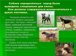 Выбор породы собаки, слайд 15