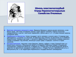 По страницам красной книги Нижегородской области, слайд 7
