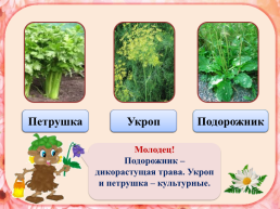 Тренажёр «растительный мир земли», слайд 11