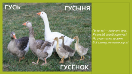 Домашние животные, птицы и их детёныши презентацию для детей 1-й младшей группы, слайд 11