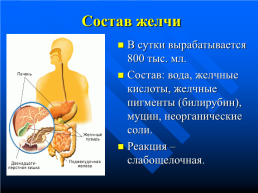 Изменение питательных веществ в кишечнике, слайд 17