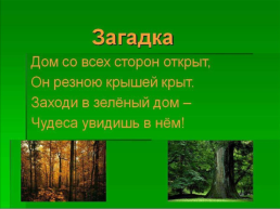 Что растет в лесу?, слайд 2