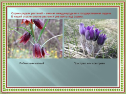Первоцветы Кубани, слайд 12