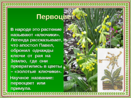 Первоцветы Кубани, слайд 4
