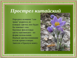 Первоцветы Кубани, слайд 5