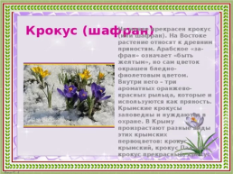 Первоцветы Кубани, слайд 6