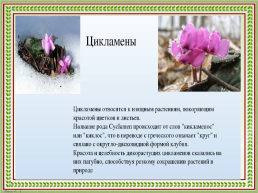 Первоцветы Кубани, слайд 7