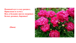 Цветочно-декоративные растения, слайд 17