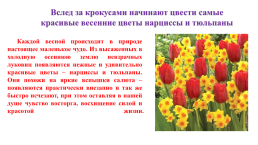 Цветочно-декоративные растения, слайд 4