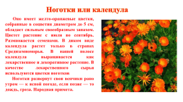 Цветочно-декоративные растения, слайд 7
