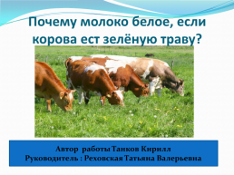 Почему молоко белое, если корова ест зелёную траву?, слайд 1