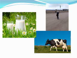 Почему молоко белое, если корова ест зелёную траву?, слайд 3