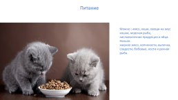 «Хочу все знать о кошках» для малышей, слайд 10