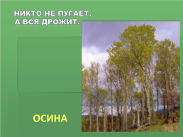 Растения Иркутской области, слайд 6