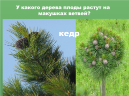 Растения Иркутской области, слайд 8