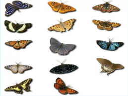Бабочки, слайд 8