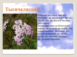 Полевые цветы Урала, слайд 14