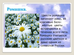 Полевые цветы Урала, слайд 2