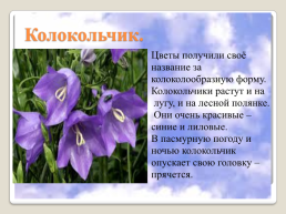 Полевые цветы Урала, слайд 6