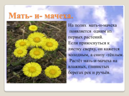 Полевые цветы Урала, слайд 8
