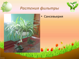 Комнатные растения-целители, слайд 10
