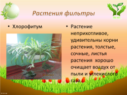 Комнатные растения-целители, слайд 8