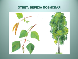 Деревья кузбасса, слайд 14