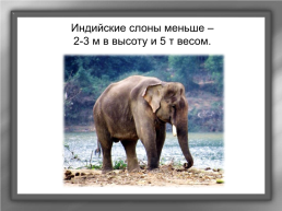 А. И. Куприн «Слон», слайд 4